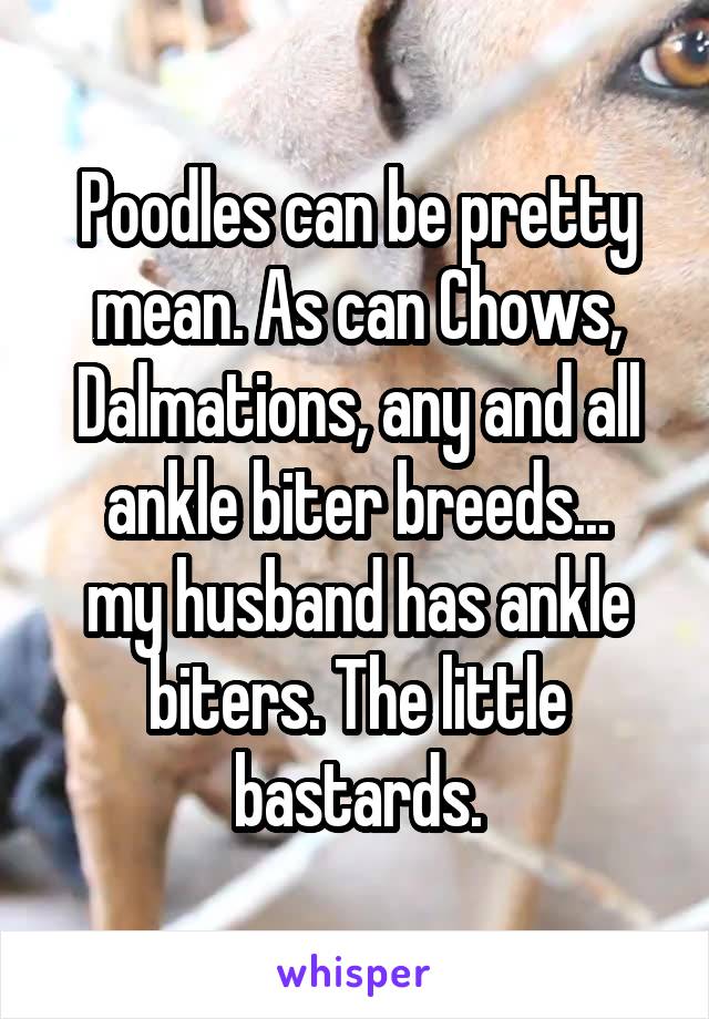 Poodles can be pretty mean. As can Chows, Dalmations, any and all ankle biter breeds...
my husband has ankle biters. The little bastards.