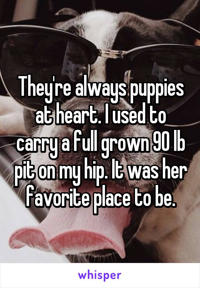 They're always puppies at heart. I used to carry a full grown 90 lb pit on my hip. It was her favorite place to be.