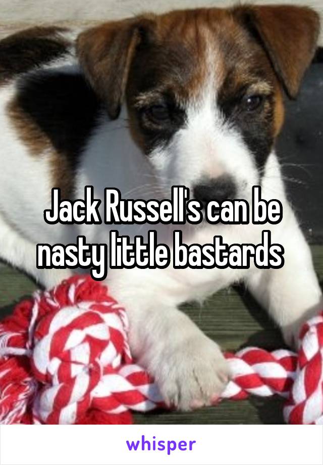 Jack Russell's can be nasty little bastards 