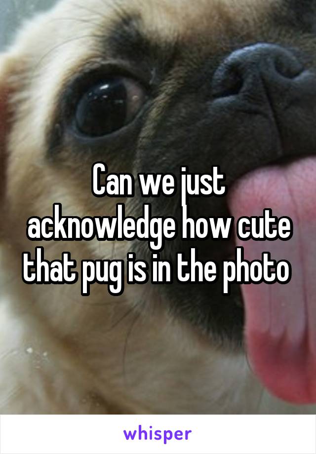 Can we just acknowledge how cute that pug is in the photo 