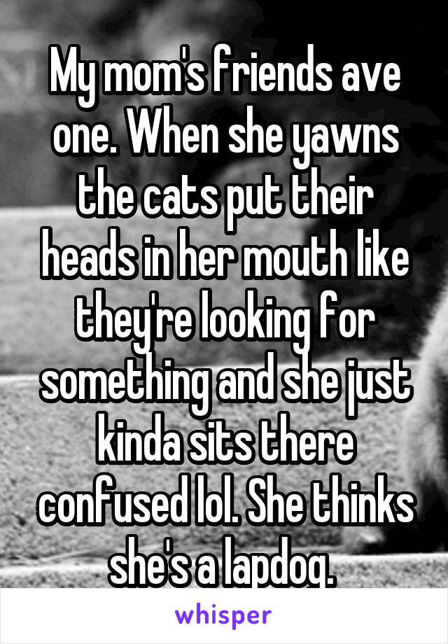 My mom's friends ave one. When she yawns the cats put their heads in her mouth like they're looking for something and she just kinda sits there confused lol. She thinks she's a lapdog. 