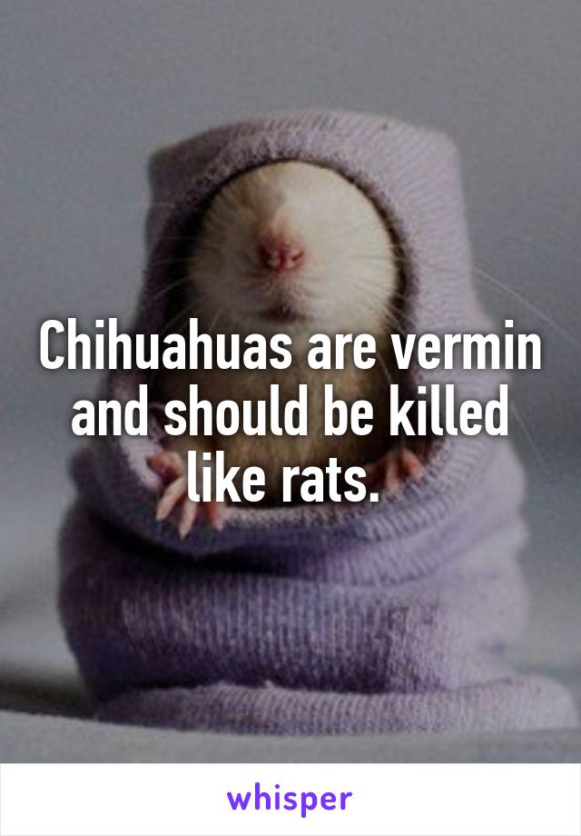 Chihuahuas are vermin and should be killed like rats. 