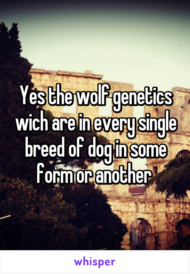 Yes the wolf genetics wich are in every single breed of dog in some form or another 