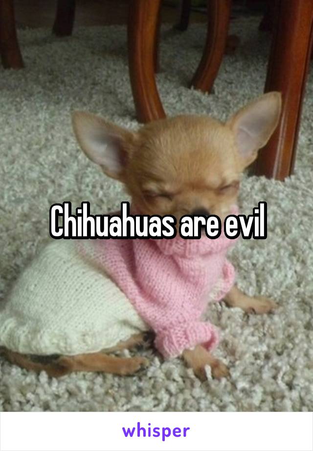 Chihuahuas are evil