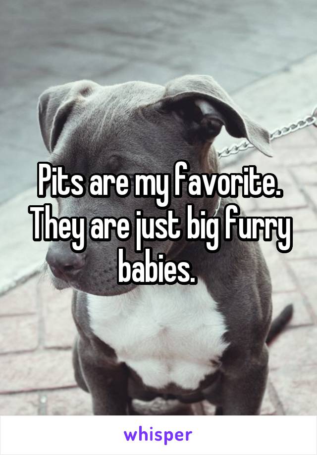 Pits are my favorite. They are just big furry babies. 