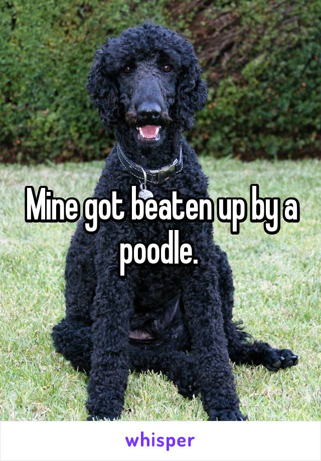 Mine got beaten up by a poodle. 