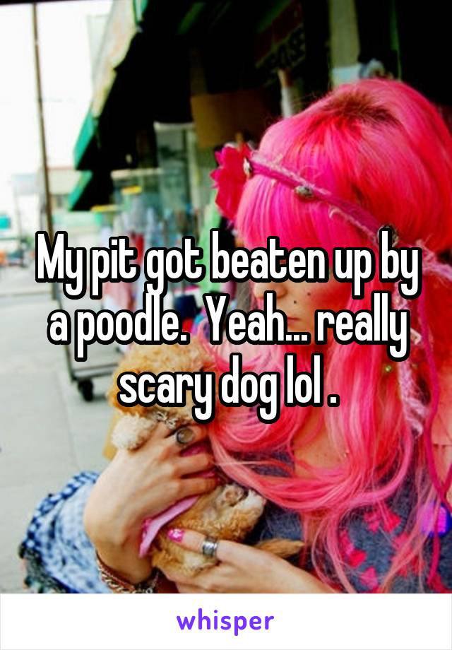 My pit got beaten up by a poodle.  Yeah... really scary dog lol .