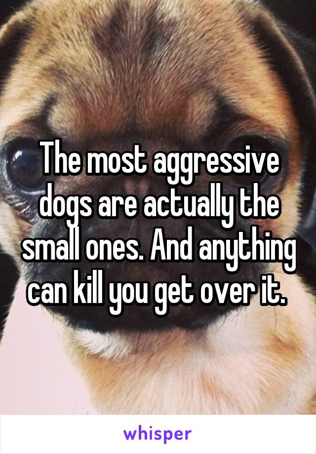 The most aggressive dogs are actually the small ones. And anything can kill you get over it. 