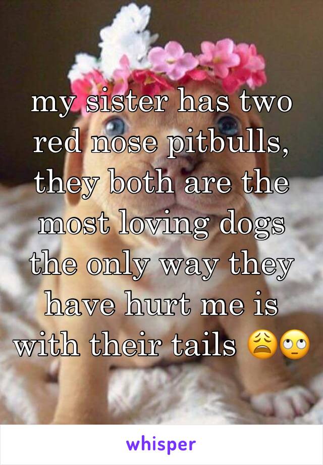 my sister has two red nose pitbulls, they both are the most loving dogs the only way they have hurt me is with their tails 😩🙄