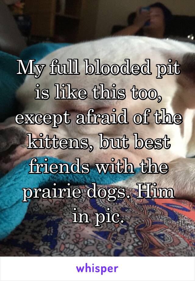 


My full blooded pit is like this too, except afraid of the kittens, but best friends with the prairie dogs. Him in pic.