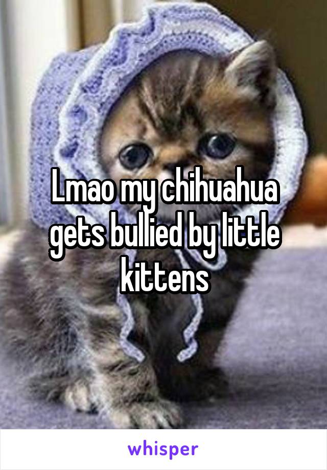 Lmao my chihuahua gets bullied by little kittens