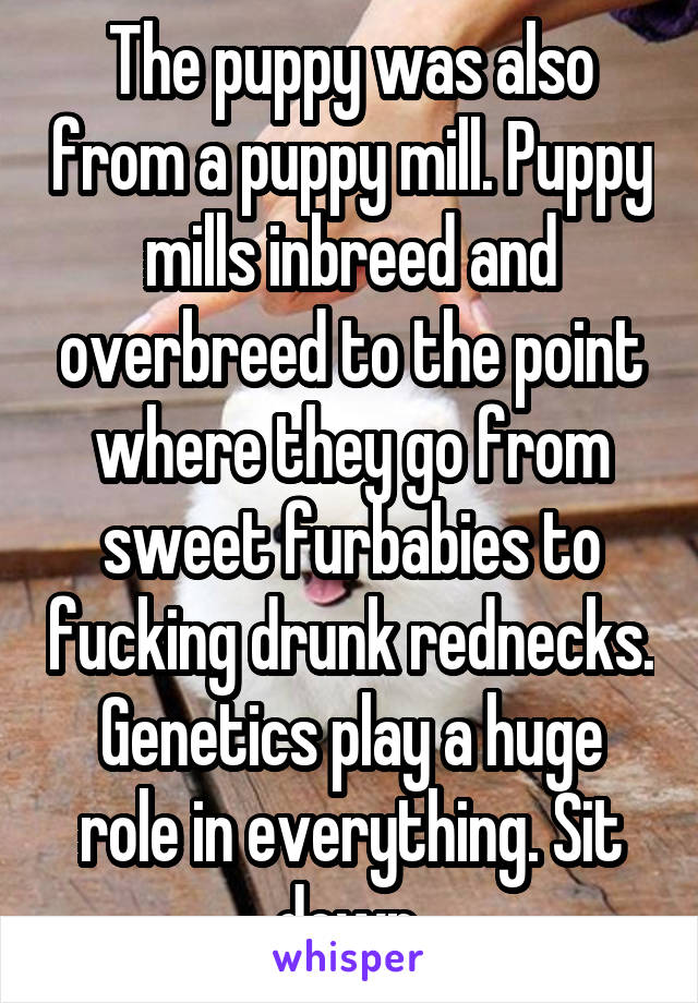 The puppy was also from a puppy mill. Puppy mills inbreed and overbreed to the point where they go from sweet furbabies to fucking drunk rednecks. Genetics play a huge role in everything. Sit down.