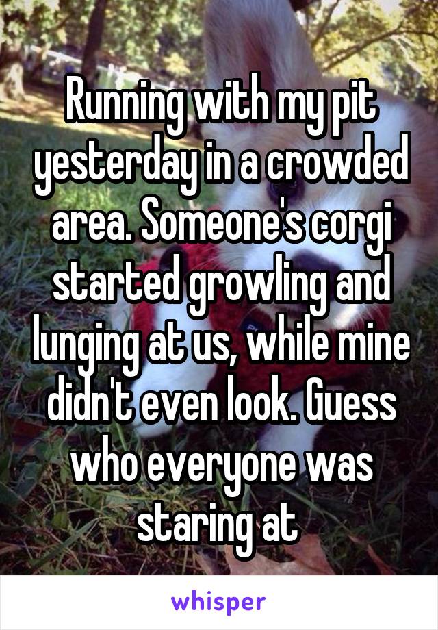 Running with my pit yesterday in a crowded area. Someone's corgi started growling and lunging at us, while mine didn't even look. Guess who everyone was staring at 