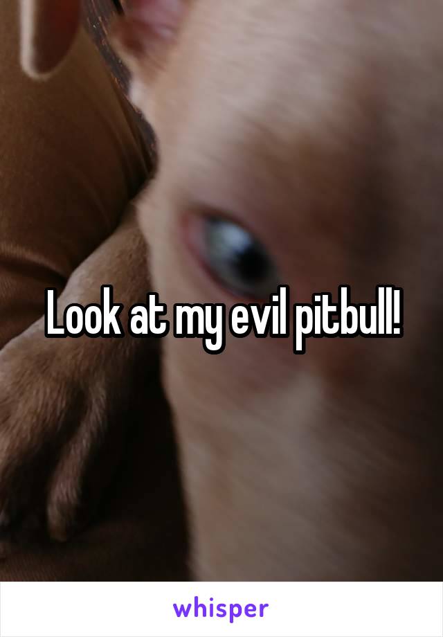 Look at my evil pitbull!