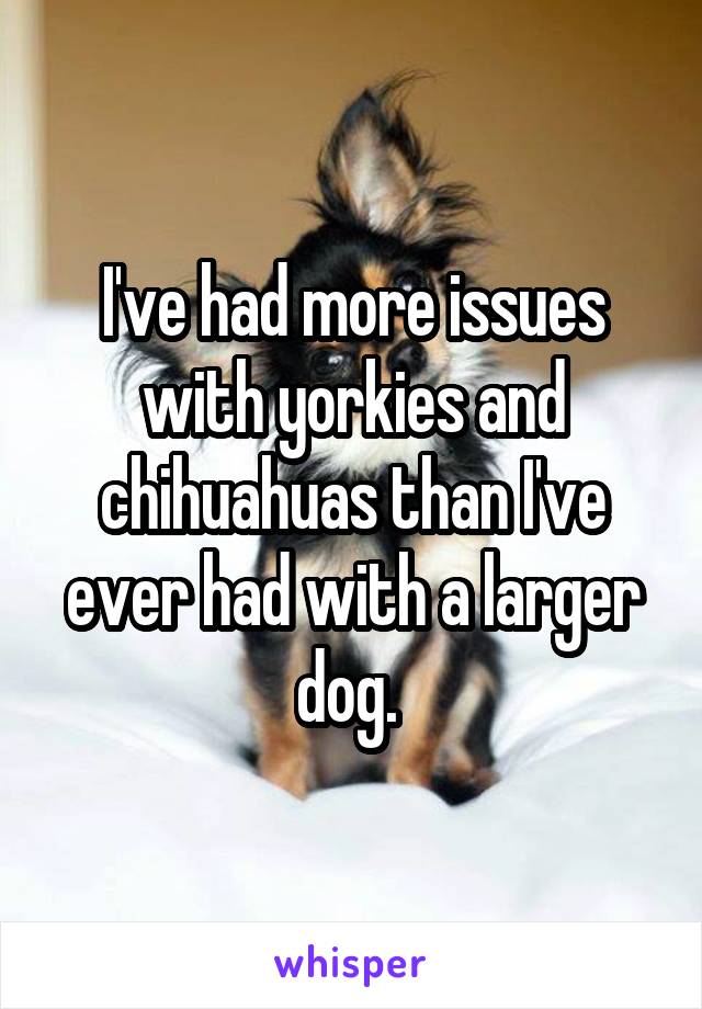 I've had more issues with yorkies and chihuahuas than I've ever had with a larger dog. 