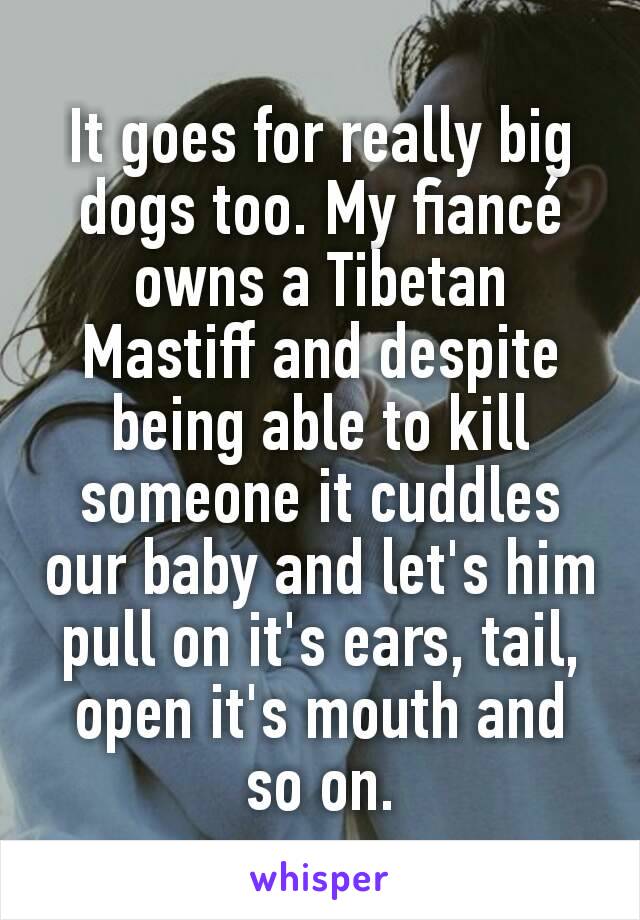 It goes for really big dogs too. My fiancé owns a Tibetan Mastiff and despite being able to kill someone it cuddles our baby and let's him pull on it's ears, tail, open it's mouth and so on.