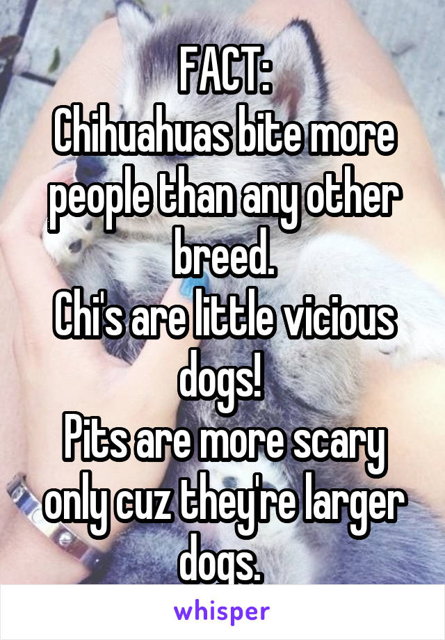 FACT:
Chihuahuas bite more people than any other breed.
Chi's are little vicious dogs! 
Pits are more scary only cuz they're larger dogs. 