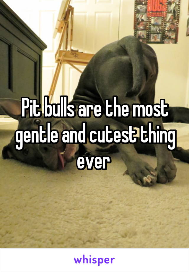 Pit bulls are the most gentle and cutest thing ever 