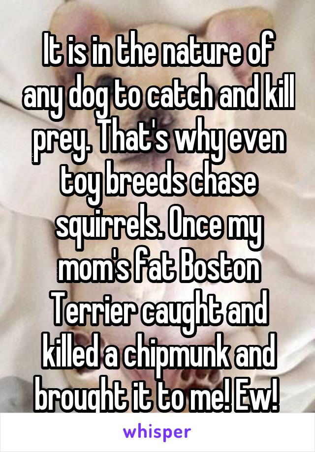 It is in the nature of any dog to catch and kill prey. That's why even toy breeds chase squirrels. Once my mom's fat Boston Terrier caught and killed a chipmunk and brought it to me! Ew! 