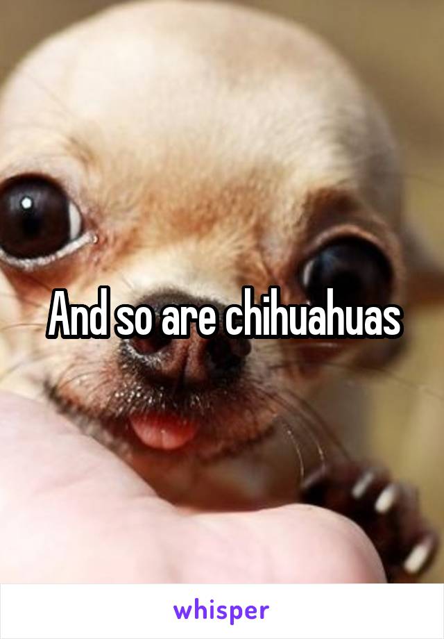 And so are chihuahuas