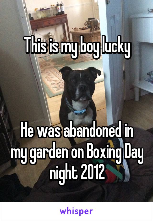 This is my boy lucky



He was abandoned in my garden on Boxing Day night 2012