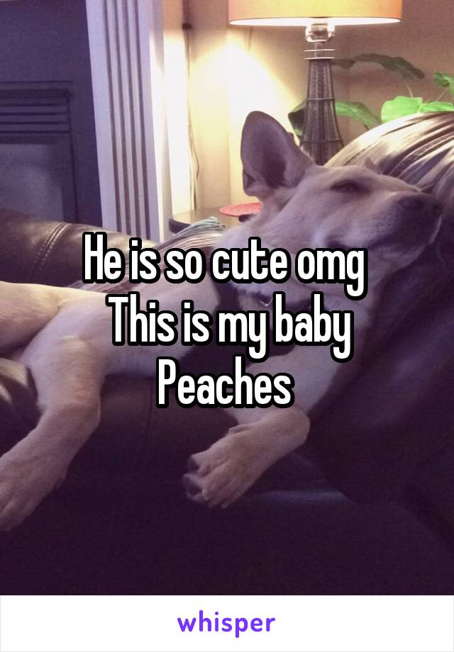 He is so cute omg 
This is my baby Peaches 