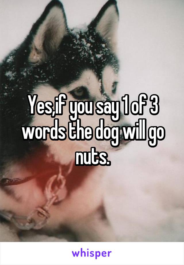 Yes,if you say 1 of 3 words the dog will go nuts.