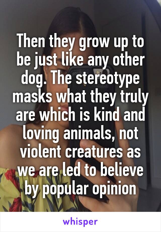 Then they grow up to be just like any other dog. The stereotype masks what they truly are which is kind and loving animals, not violent creatures as we are led to believe by popular opinion