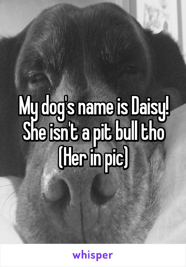 My dog's name is Daisy! She isn't a pit bull tho
(Her in pic)