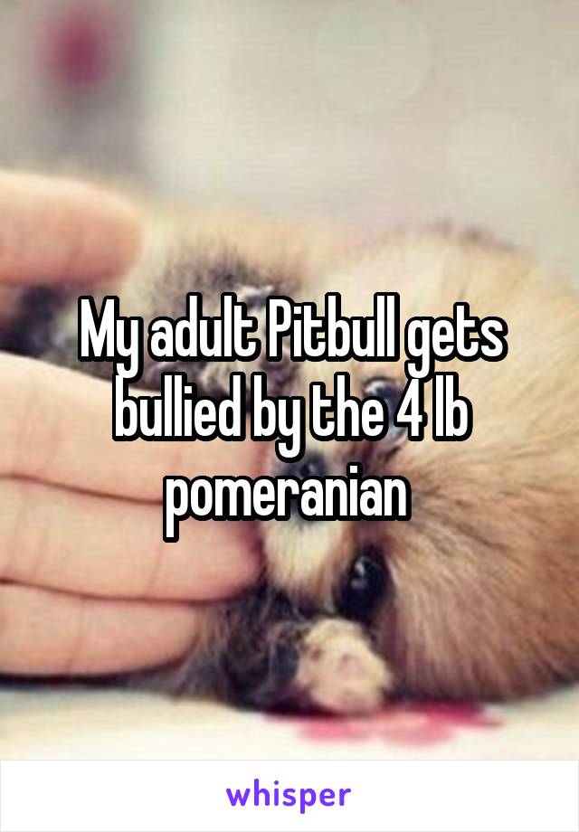 My adult Pitbull gets bullied by the 4 lb pomeranian 