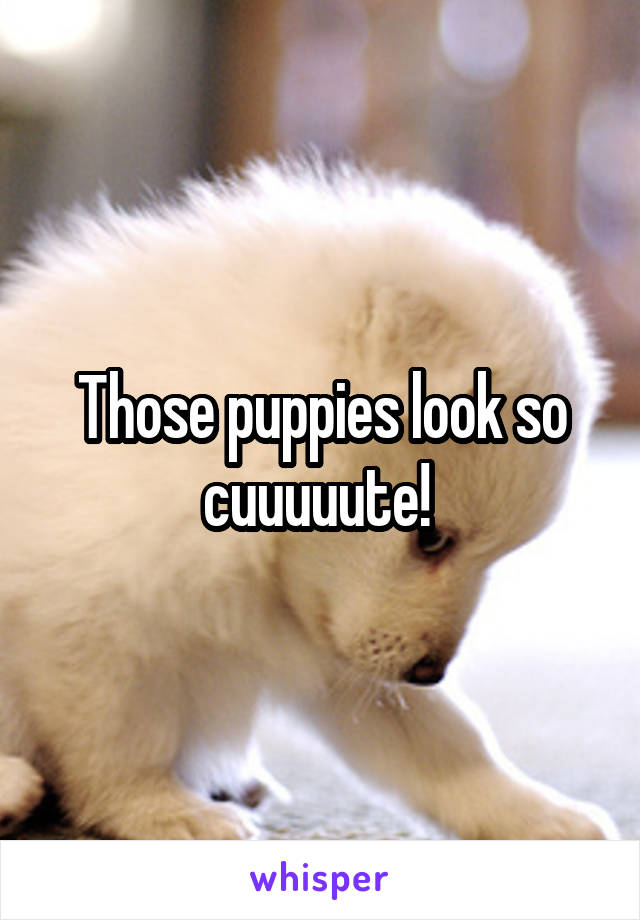 Those puppies look so cuuuuute! 