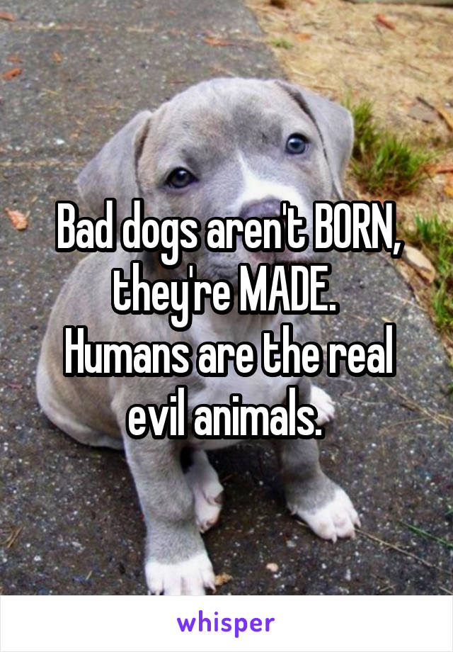 Bad dogs aren't BORN, they're MADE. 
Humans are the real evil animals. 