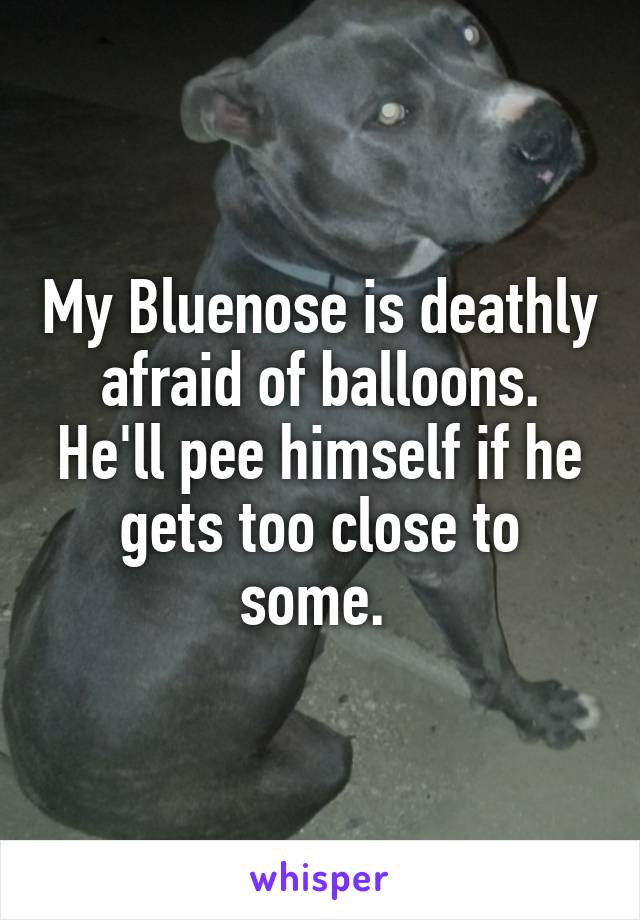 My Bluenose is deathly afraid of balloons. He'll pee himself if he gets too close to some. 
