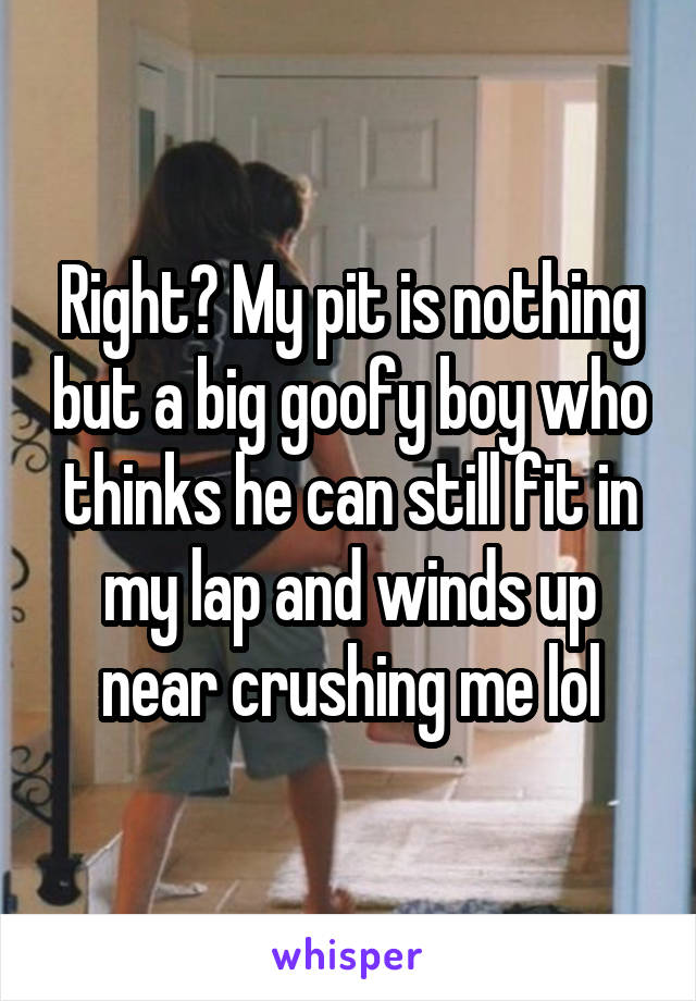 Right? My pit is nothing but a big goofy boy who thinks he can still fit in my lap and winds up near crushing me lol