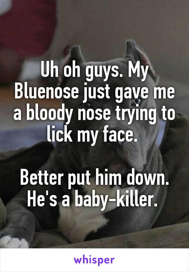 Uh oh guys. My Bluenose just gave me a bloody nose trying to lick my face. 

Better put him down. He's a baby-killer. 