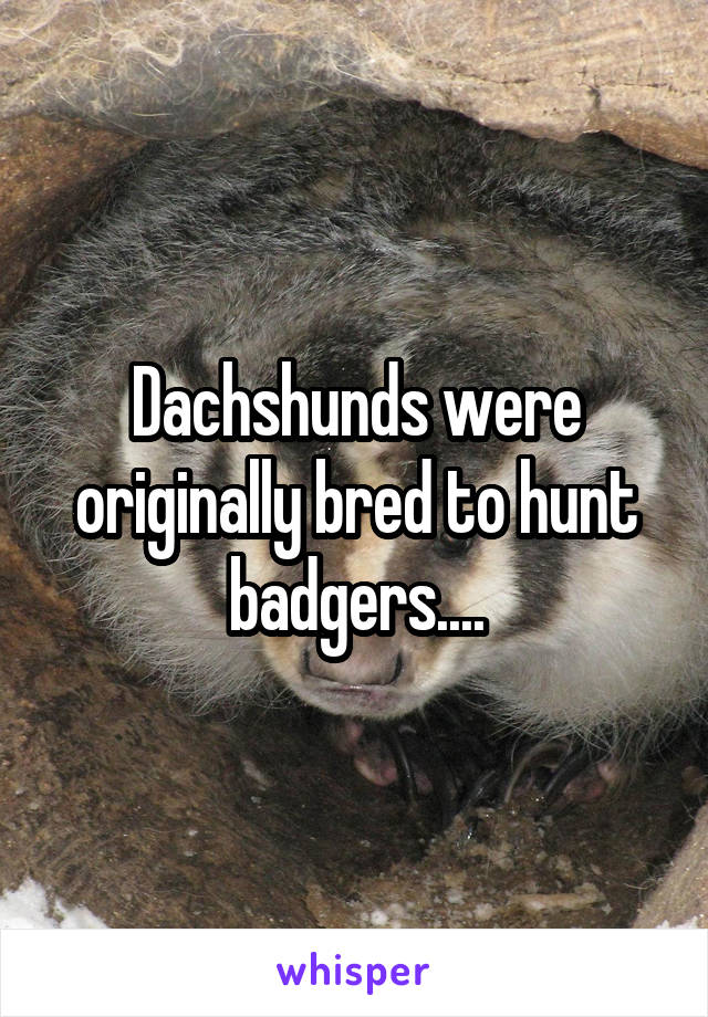 Dachshunds were originally bred to hunt badgers....