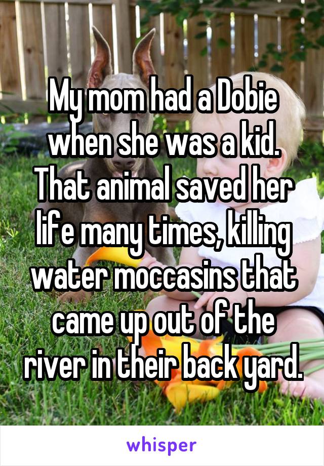My mom had a Dobie when she was a kid. That animal saved her life many times, killing water moccasins that came up out of the river in their back yard.