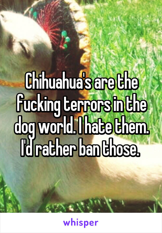 Chihuahua's are the fucking terrors in the dog world. I hate them. I'd rather ban those. 
