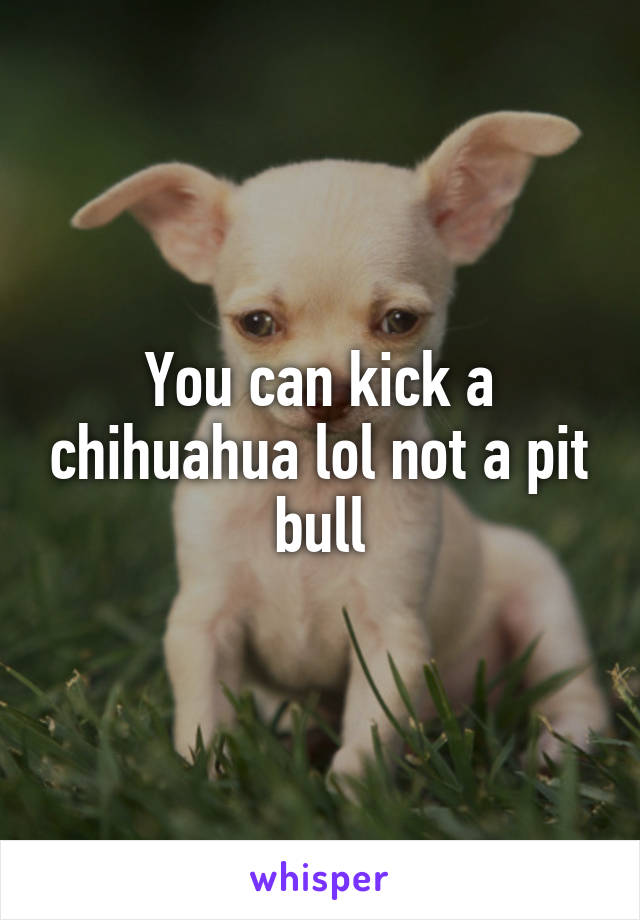 You can kick a chihuahua lol not a pit bull