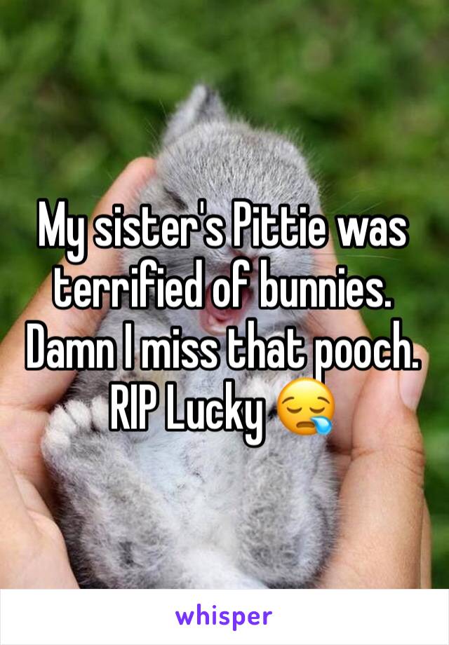 My sister's Pittie was terrified of bunnies. 
Damn I miss that pooch. 
RIP Lucky 😪