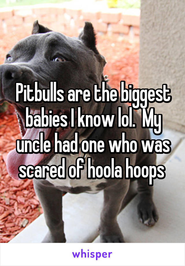 Pitbulls are the biggest babies I know lol.  My uncle had one who was scared of hoola hoops 