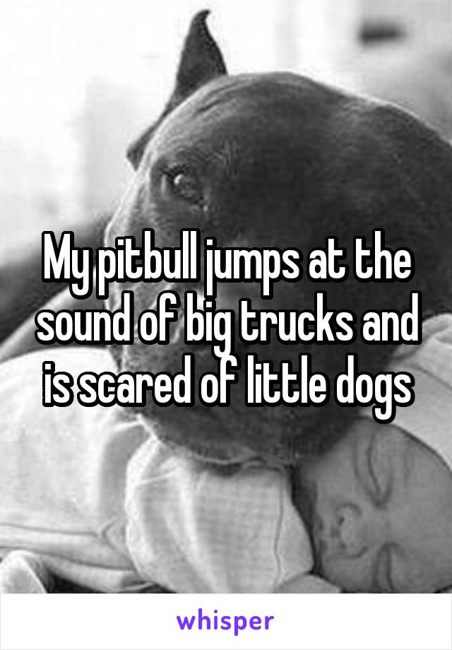 My pitbull jumps at the sound of big trucks and is scared of little dogs