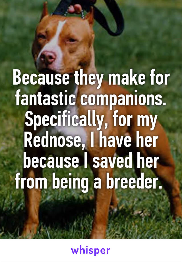 Because they make for fantastic companions. Specifically, for my Rednose, I have her because I saved her from being a breeder. 