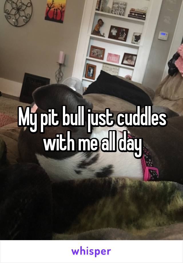 My pit bull just cuddles with me all day