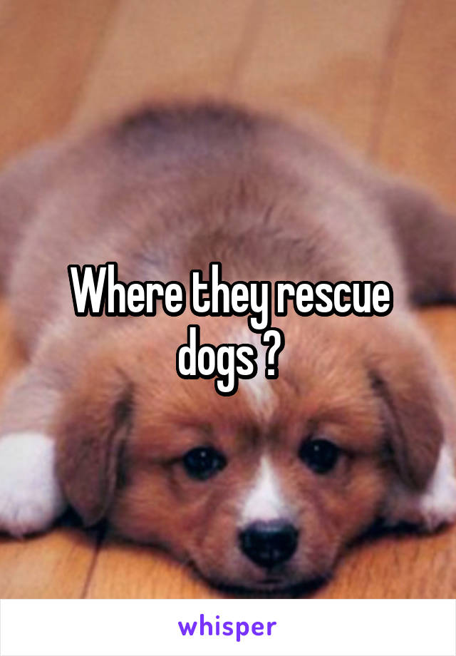 Where they rescue dogs ?