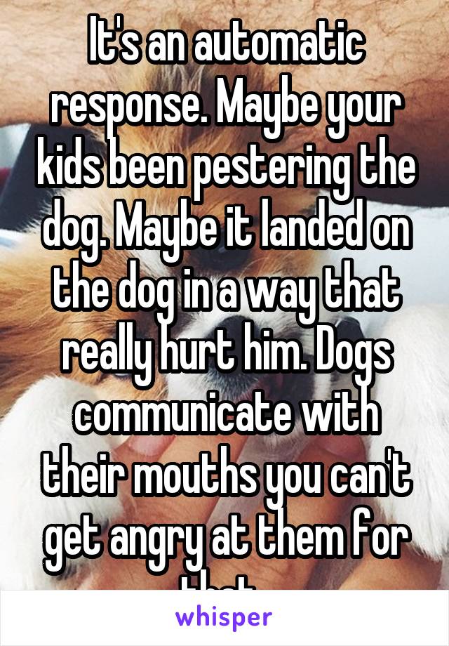 It's an automatic response. Maybe your kids been pestering the dog. Maybe it landed on the dog in a way that really hurt him. Dogs communicate with their mouths you can't get angry at them for that. 