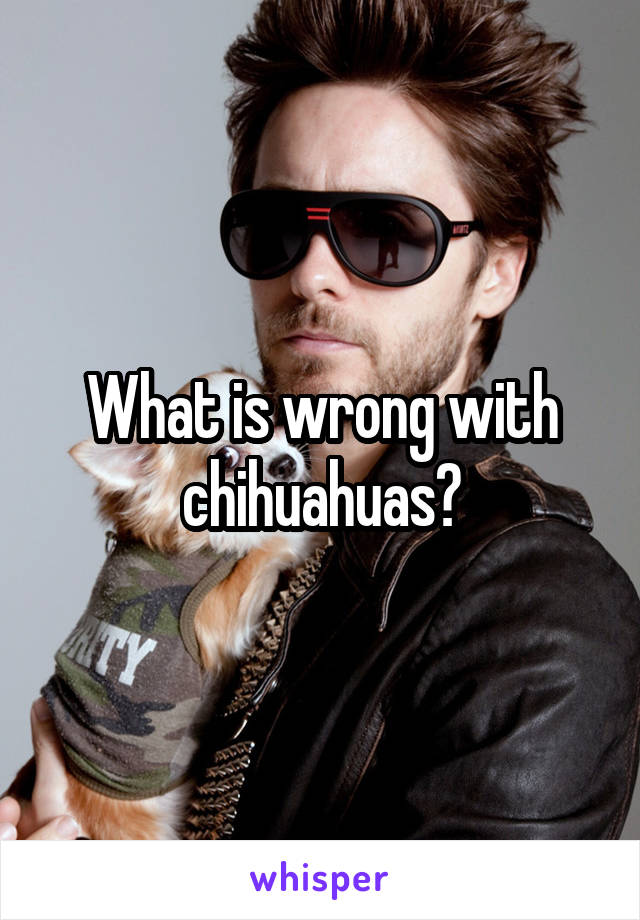 What is wrong with chihuahuas?