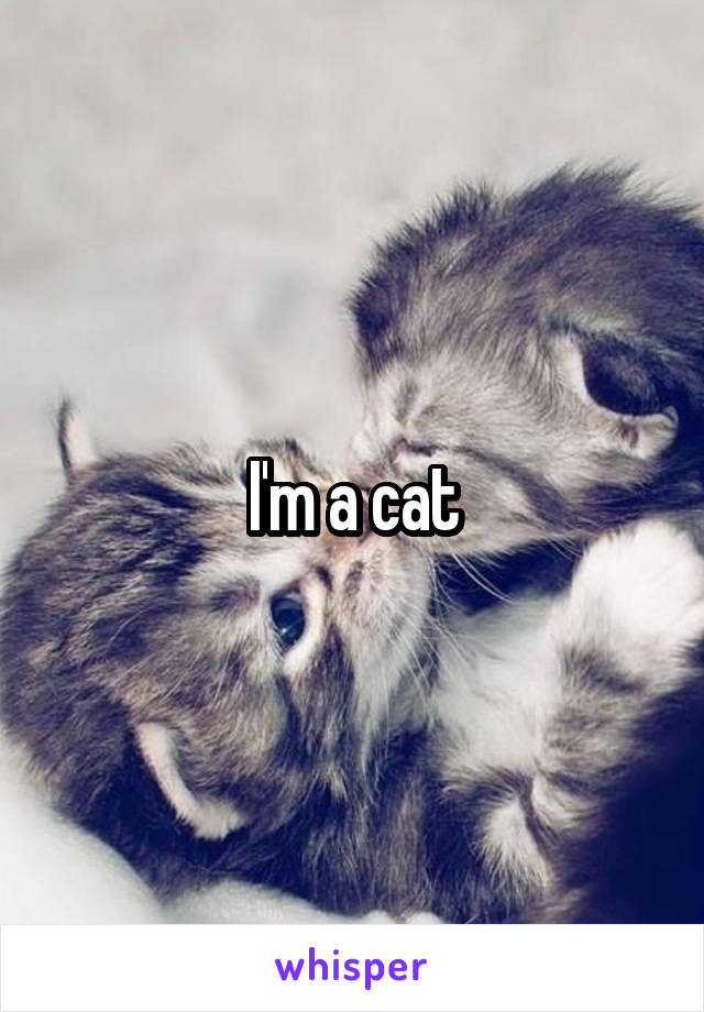 I'm a cat