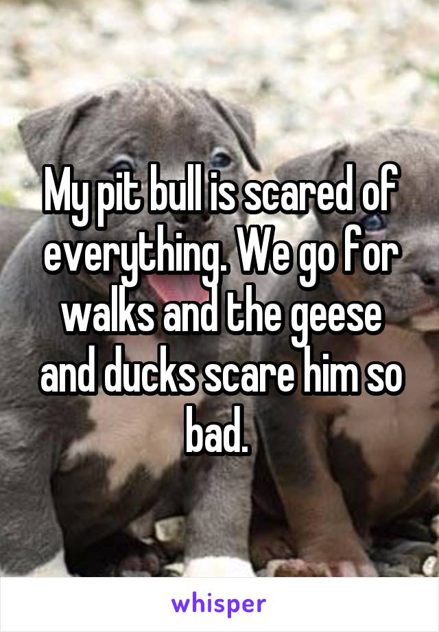 My pit bull is scared of everything. We go for walks and the geese and ducks scare him so bad. 