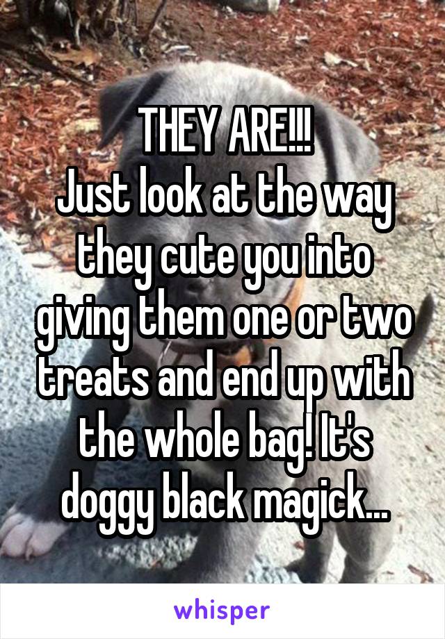 THEY ARE!!!
Just look at the way they cute you into giving them one or two treats and end up with the whole bag! It's doggy black magick...